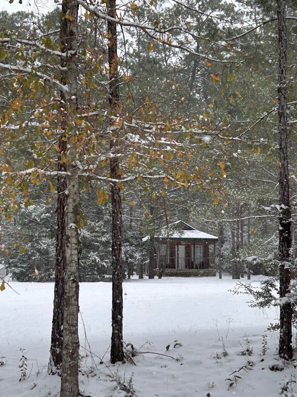Cabin in the DeSoto pines